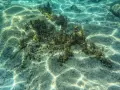 Водоустойчив кейс ShellBox за гмуркане и подводни снимки, снимка 12