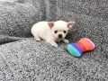 Мъжко кученце, снимка 3