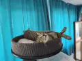 Търси се любящ дом за котка Ася, снимка 7