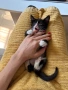 МЪЖКО КОТЕНЦЕ Търси дом, снимка 14