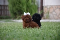 Той пудел Toy poodle, снимка 7