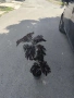 Албиция „Летен шоколад“ (Albizia julibrissin ‘Summer Chocolate’), снимка 10
