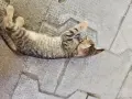 Подарявам  котенца , снимка 3