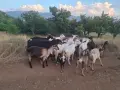Продавам кози и ярета, снимка 3