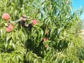 Продавам праскови , снимка 2