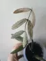 Хоя, hoya sigillatis, снимка 1