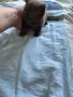 Три братчета и две сестричета, снимка 4