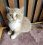 Британски котки , снимка 11