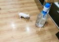 Мъжко кученце, снимка 2