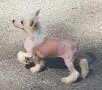 китайско голо качулато куче, снимка 2