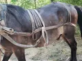 скопен кон много кротък , снимка 6