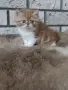 Екзотично късокосместо коте 😻, снимка 5