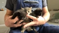Подарявам 4 малки котенца, снимка 3