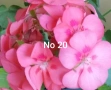 Комплект Мушкато 7 € - 5 бр 4 цвята, снимка 5