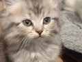 Полуперсийски котенца  момиче и момче, снимка 5