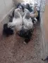 Кокошки ярки, уоман барун, брама, бял легхорн и селски кокошки, снимка 7