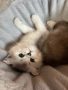 Сребърни котета , снимка 5