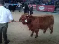 Продавам бикове порода хаиланд(шотландско високо планинско говедо), снимка 9