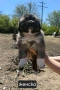 Кавказка овчарка , снимка 4