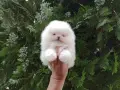 Бели мини Померани. Реални снимки !!! , снимка 3