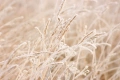 Sigma AF-S 70-300mm f/4-5.6 DG Macro обектив Никон, снимка 8