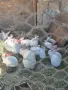 продавам калифорнийски зайци, снимка 7
