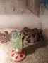 Каки кембъл патица носачка , снимка 1