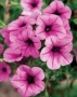 Petunia ‘Light Pink Vein’ ( Каскадна Петуния Light Pink Vein – светлорозова), снимка 1