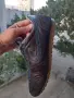 Cruyff Astro 43нм. 27,5см., снимка 3