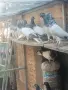 Продавам Унгарски високолетачи (Бързаци)(Будапещенски), снимка 1