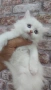Ангорска котка, снимка 4