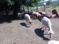 Продавам 40 овце, снимка 5