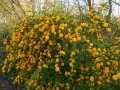 🌿🌼🍀 Kerria japonica ‘Pleniflora’ (Керия, Японска керия), снимка 2
