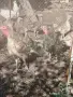 Продавам пуйки тазгодишни, снимка 1