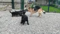 🐶 Продавам прекрасни кученца! 🐶  Търсят своя нов, любящ дом! ❤️  Малки, здрави, игриви, снимка 8
