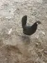 декоративни петел и кокошка , снимка 2