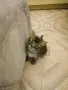 Красиви, игриви,  социални домашни котета., снимка 2