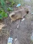 малки белгийски овчарки , снимка 9