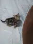 Три котенца ТАБИ, снимка 3