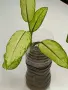 Разпродажба на малки дифенбахии, снимка 9