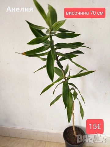 Драцена Dracaena reflexa, снимка 5 - Стайни растения - 55045758