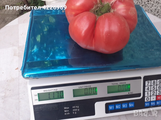 Розови домати , снимка 9 - Разсади - 54441756