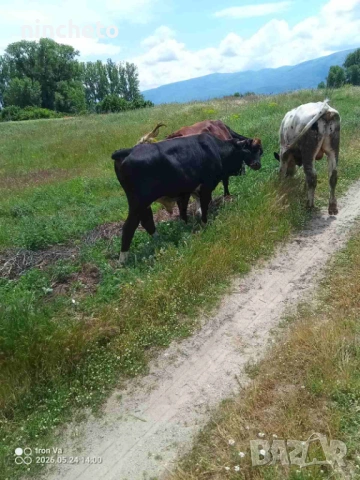 Бичета, снимка 2 - Крави - 54660031
