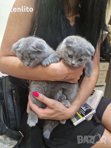Шотландски клепоухи котенца на 2 месеца, снимка 4 - Британска късокосместа - 39100170