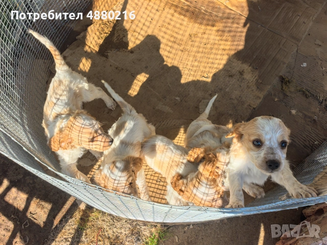 Кученца за трюфели, снимка 5 - Бретон шпаньол - 55216899
