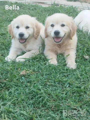 Golden retriever /puppies , снимка 9 - Голдън ретривър - 55483387