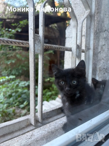 Малки котета търсят дом, снимка 9 - Други - 55276054