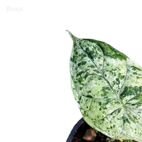 Alocasia Dragon Scale Mint, снимка 3 - Стайни растения - 55323028