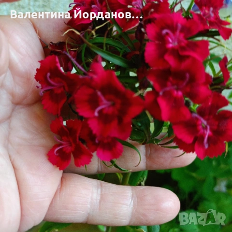 градински студоустойчиви цветя , снимка 5 - Разсади - 54689526