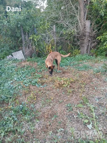 Malinova Belgiska Ovcarka, снимка 5 - Белгийска овчарка - 55553745